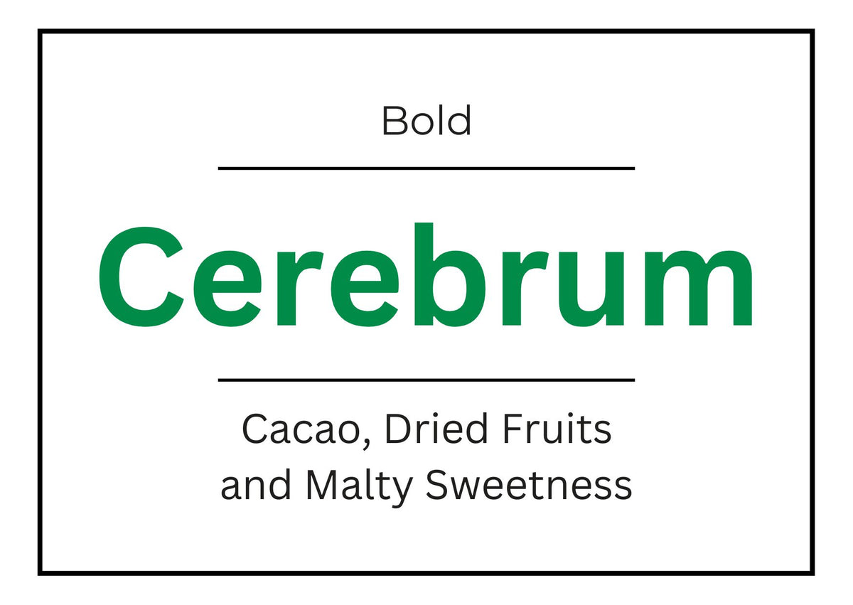 CEREBRUM